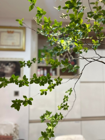 Cành Thạch Nam Nhật Bản