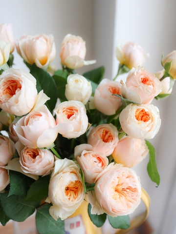 (Hoa Lẻ) Hoa Hồng Juliet Cam Đà Lạt