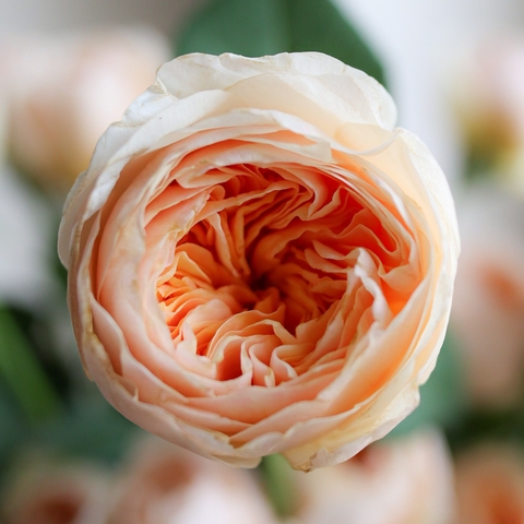 (Hoa Lẻ) Hoa Hồng Juliet Cam Đà Lạt