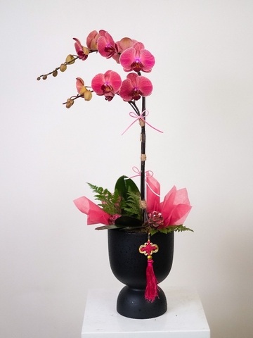 Bình Hoa Lan Hồ Điệp 190