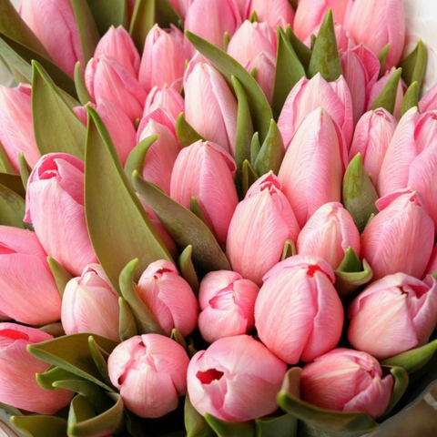 (Hoa Lẻ) Hoa Tulip Hà Lan | Đủ Màu