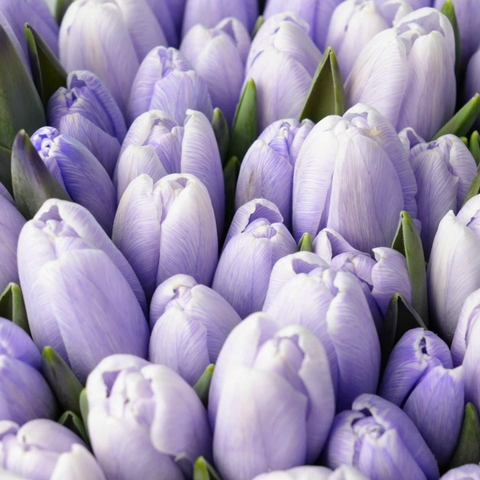 (Hoa Lẻ) Hoa Tulip Hà Lan | Đủ Màu