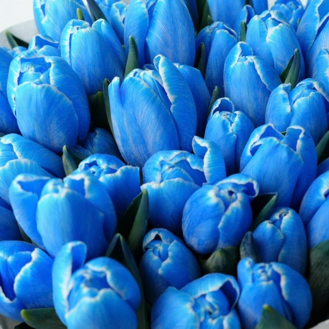 (Hoa Lẻ) Hoa Tulip Hà Lan | Đủ Màu