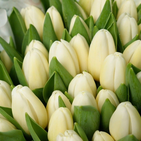 (Hoa Lẻ) Hoa Tulip Hà Lan | Đủ Màu