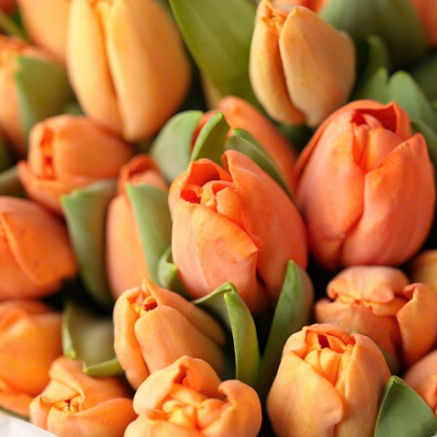 (Hoa Lẻ) Hoa Tulip Hà Lan | Đủ Màu