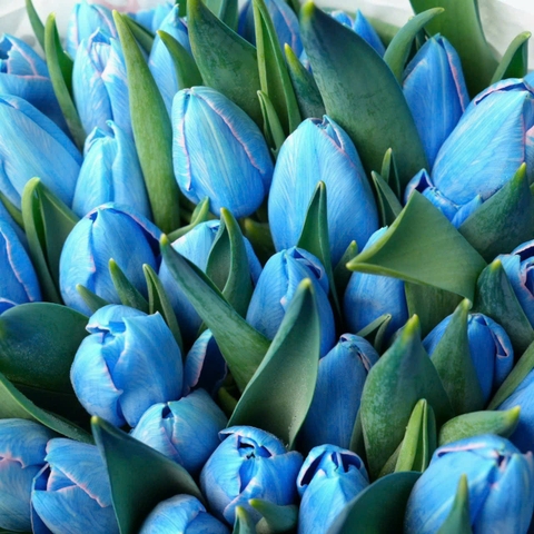 (Hoa Lẻ) Hoa Tulip Hà Lan | Đủ Màu