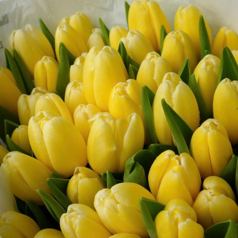 (Hoa Lẻ) Hoa Tulip Hà Lan | Đủ Màu