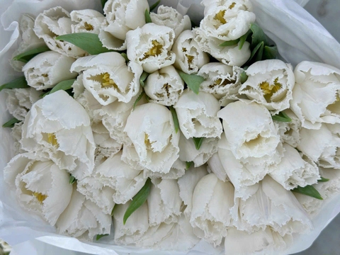 (Hoa Lẻ) Hoa Tulip Hà Lan | Đủ Màu