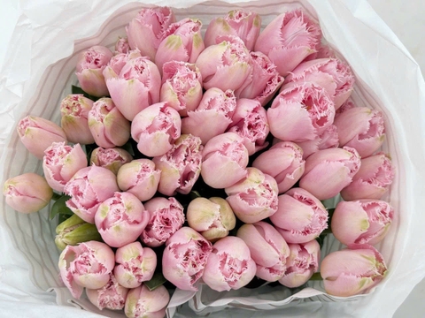 (Hoa Lẻ) Hoa Tulip Hà Lan | Đủ Màu