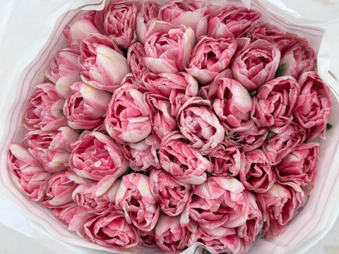 (Hoa Lẻ) Hoa Tulip Hà Lan | Đủ Màu