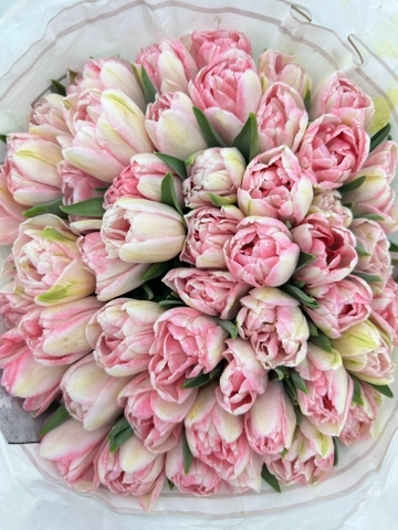 (Hoa Lẻ) Hoa Tulip Hà Lan | Đủ Màu