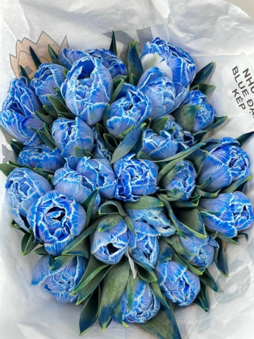 (Hoa Lẻ) Hoa Tulip Hà Lan | Đủ Màu