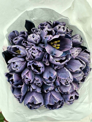 (Hoa Lẻ) Hoa Tulip Hà Lan | Đủ Màu