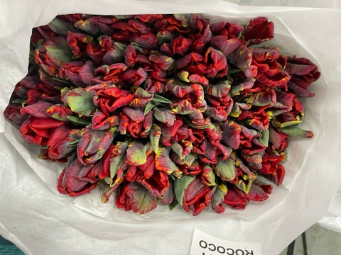 (Hoa Lẻ) Hoa Tulip Hà Lan | Đủ Màu