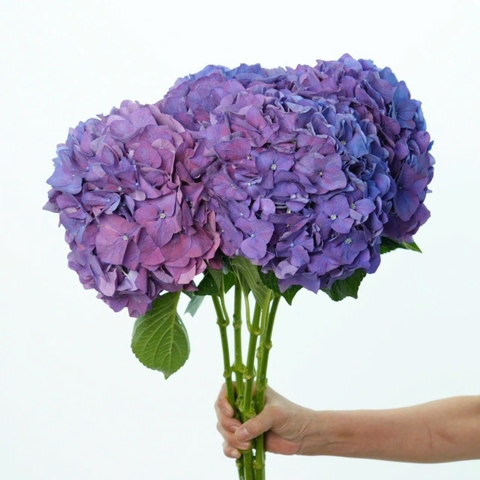 (Hoa Lẻ) Cẩm Tú Cầu Nhập Khẩu Hà Lan | Đủ Màu