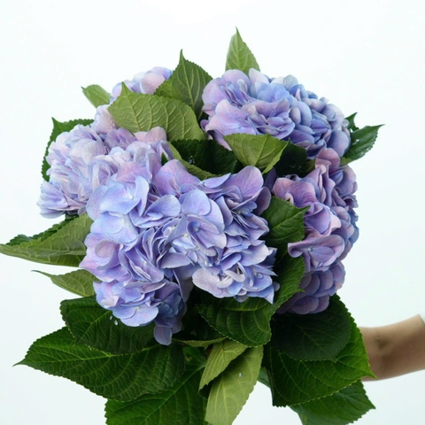 (Hoa Lẻ) Cẩm Tú Cầu Nhập Khẩu Hà Lan | Đủ Màu