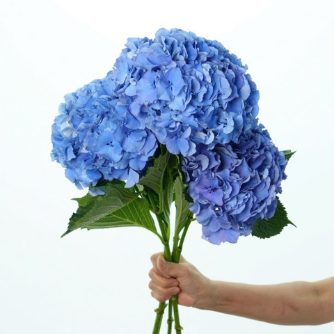 (Hoa Lẻ) Cẩm Tú Cầu Nhập Khẩu Hà Lan | Đủ Màu