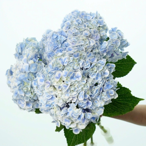 (Hoa Lẻ) Cẩm Tú Cầu Nhập Khẩu Hà Lan | Đủ Màu