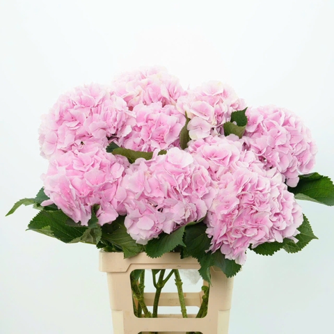 (Hoa Lẻ) Cẩm Tú Cầu Nhập Khẩu Hà Lan | Đủ Màu