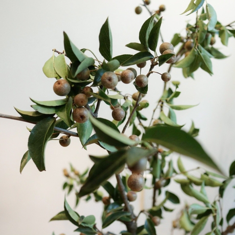 (Hoa Lẻ) Cành Lê Nhập Khẩu Thả Bình