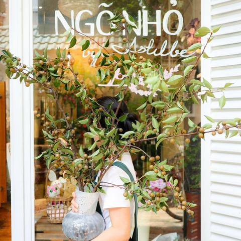 (Hoa Lẻ) Cành Lê Nhập Khẩu Thả Bình