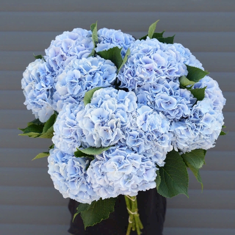 (Hoa Lẻ) Cẩm Tú Cầu Nhập Khẩu Hà Lan | Đủ Màu