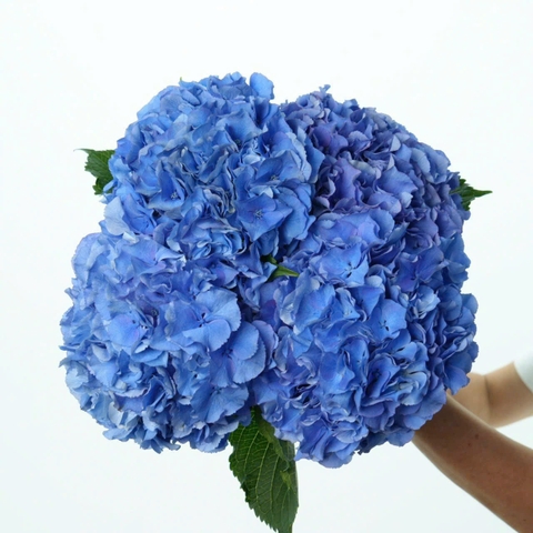 (Hoa Lẻ) Cẩm Tú Cầu Nhập Khẩu Hà Lan | Đủ Màu