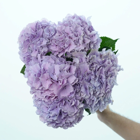 (Hoa Lẻ) Cẩm Tú Cầu Nhập Khẩu Hà Lan | Đủ Màu