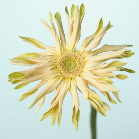 (Hoa Lẻ) Hoa Đồng Tiền Tua Đà Lạt | Đủ Màu