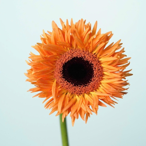 (Hoa Lẻ) Hoa Đồng Tiền Tua Đà Lạt | Đủ Màu