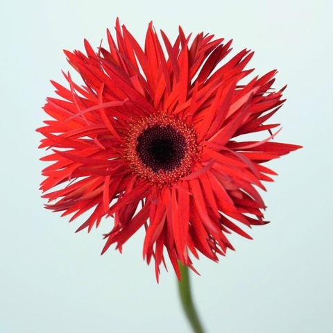 (Hoa Lẻ) Hoa Đồng Tiền Tua Đà Lạt | Đủ Màu