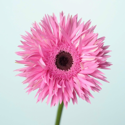 (Hoa Lẻ) Hoa Đồng Tiền Tua Đà Lạt | Đủ Màu