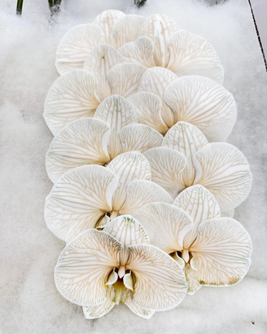 (Hoa Lẻ) Cành Lan Hồ Điệp Xanh Blue Nhuộm Apollo