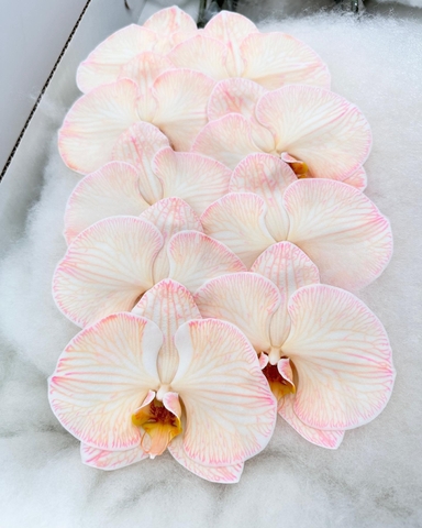 (Hoa Lẻ) Cành Lan Hồ Điệp Xanh Blue Nhuộm Apollo