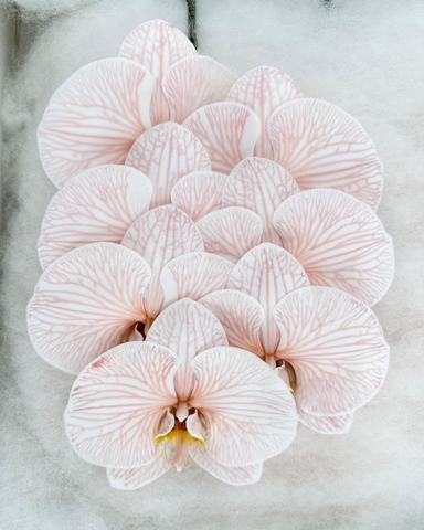 (Hoa Lẻ) Cành Lan Hồ Điệp Xanh Blue Nhuộm Apollo