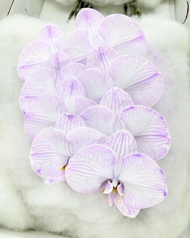 (Hoa Lẻ) Cành Lan Hồ Điệp Xanh Blue Nhuộm Apollo