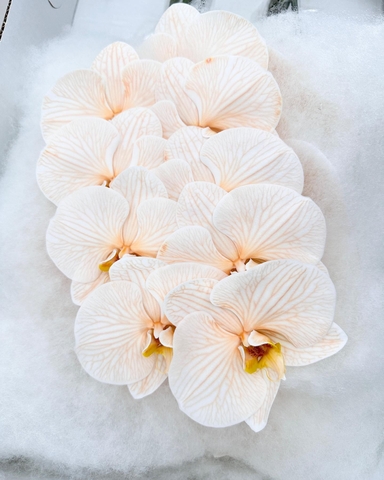 (Hoa Lẻ) Cành Lan Hồ Điệp Xanh Blue Nhuộm Apollo