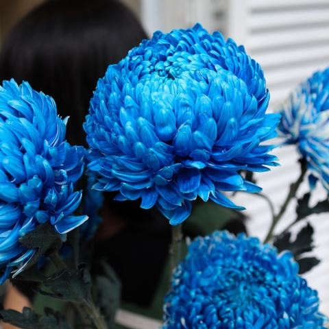 (Hoa lẻ) Hoa Cúc Mẫu Đơn Malaysia