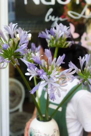 (Hoa Lẻ) Hoa Thanh Anh - Agapanthus