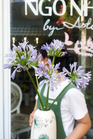 (Hoa Lẻ) Hoa Thanh Anh - Agapanthus