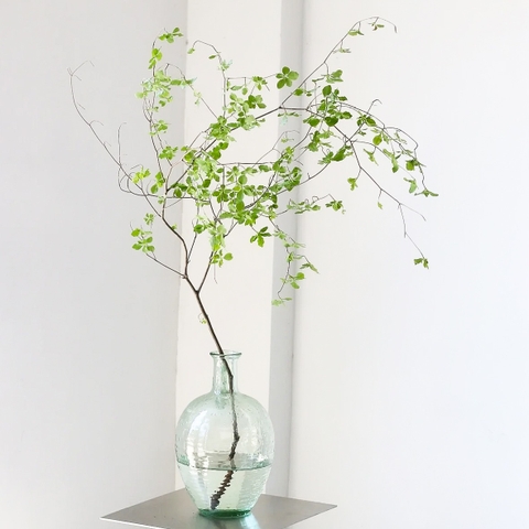 Cành Thạch Nam Nhật Bản