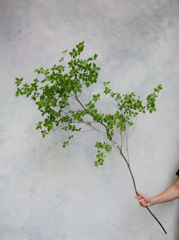 Cành Thạch Nam Nhật Bản