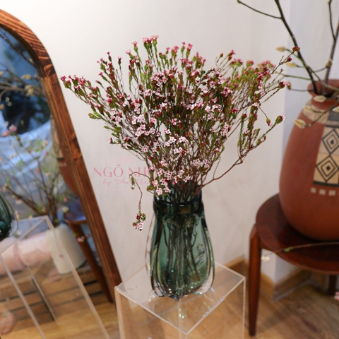 (Hoa Lẻ) Hoa Erica Nam Phi Nhập Khẩu