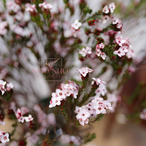 (Hoa Lẻ) Hoa Erica Nam Phi Nhập Khẩu