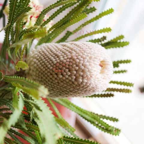 (Hoa Lẻ) Hoa Bankisa Nam Phi