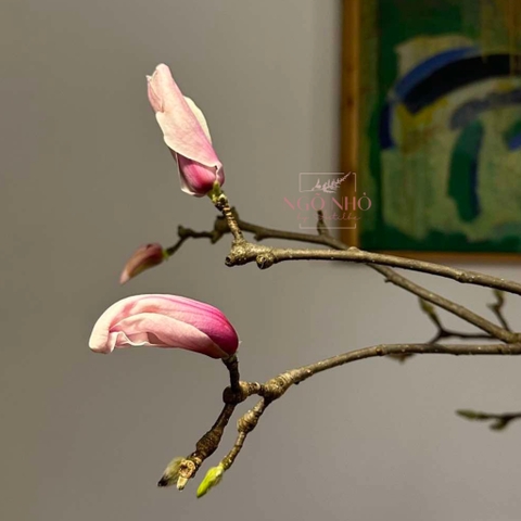 (Hoa Lẻ) Cành Mộc Lan Nhập Khẩu