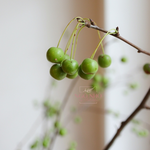 (Hoa Lẻ) Cành Táo Mini Xanh Lá Nhập Khẩu