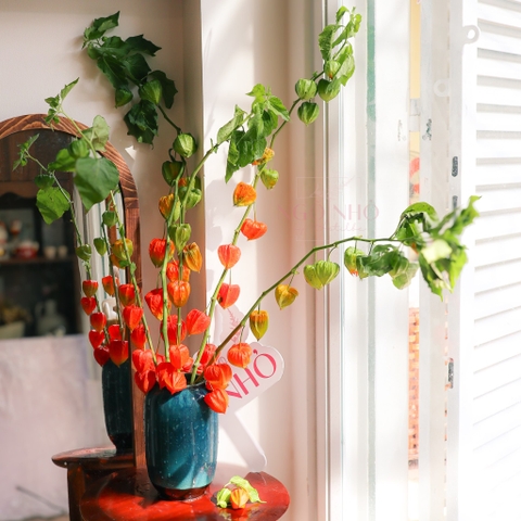 (Hoa Lẻ) Hoa Lồng Đèn/ Lantern Nhập Khẩu