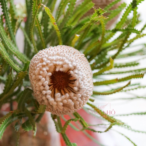 (Hoa Lẻ) Hoa Bankisa Nam Phi