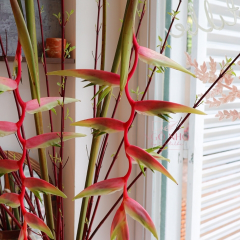 (Hoa Lẻ) Cành Chuối Pháo Hồng Pink Đà Lạt